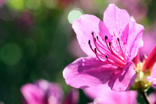 杜鵑花（Rhododendron spp.）