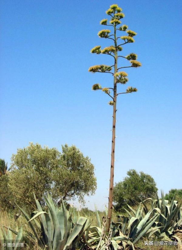 龍舌蘭（Agave americana 'Marginata'）：圖片 4