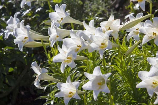 百合花（Lilium spp.）：圖片 4