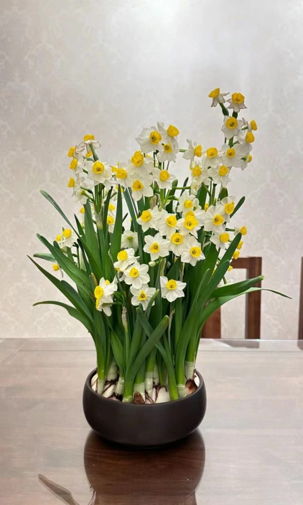 水仙花（Narcissus spp.）：圖片 3