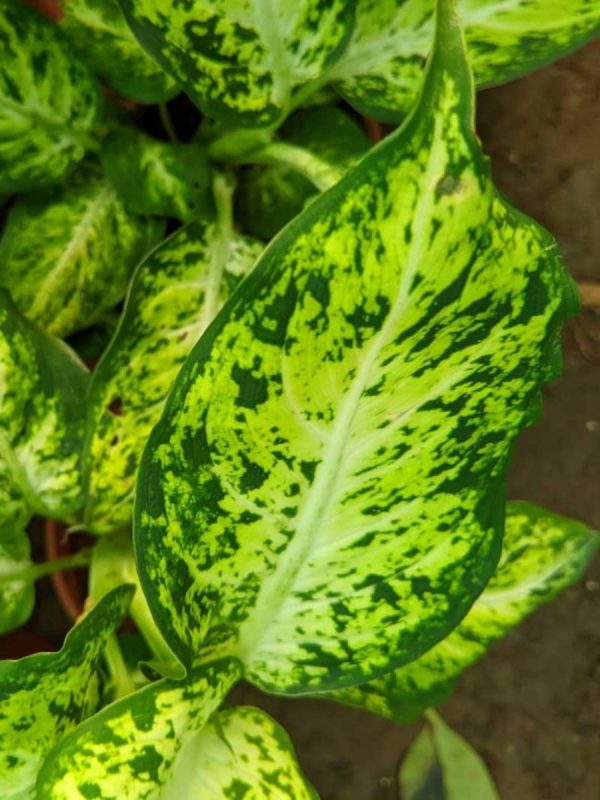 黛粉葉（Dieffenbachia spp.）