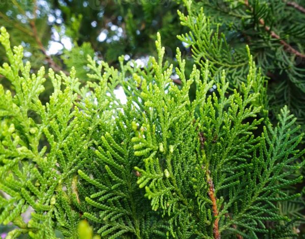 龍柏（Platycladus orientalis）