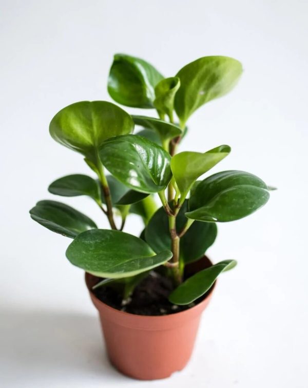 圓葉椒草（Peperomia obtusifolia）：圖片 3