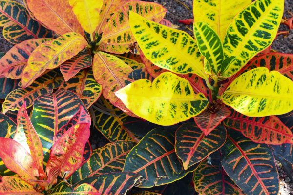 變葉木（Codiaeum variegatum）