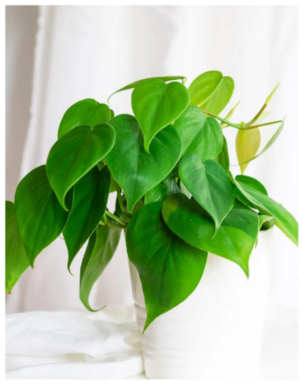蔓綠絨（Philodendron spp.）