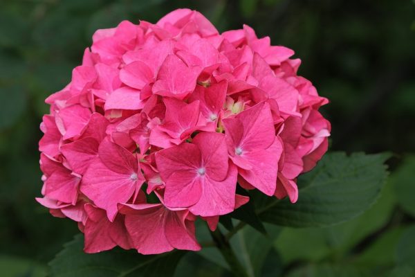 繡球花（八仙花、Hydrangea macrophylla）