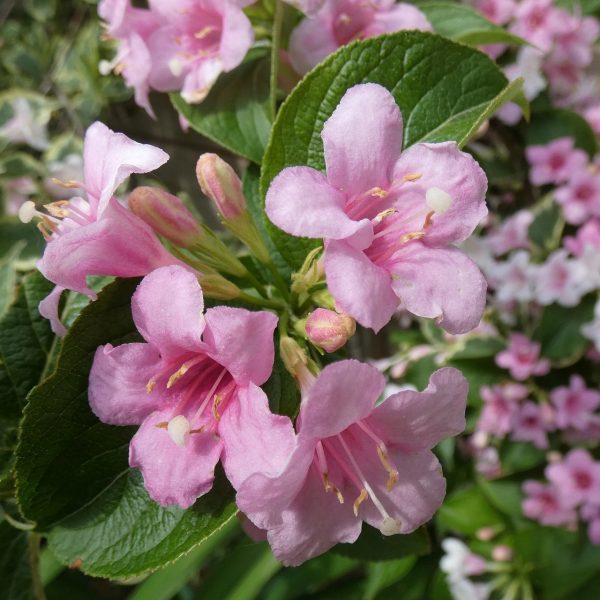 錦帶花（Weigela florida）