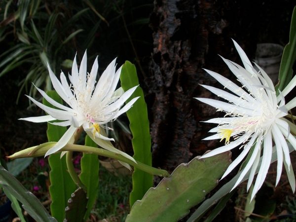 曇花（Epiphyllum oxypetalum）：圖片 2