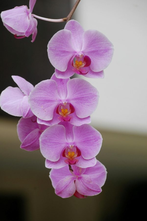 蝴蝶蘭（Phalaenopsis）