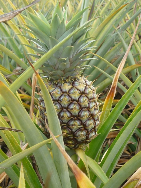 鳳梨（Pineapple）