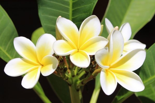 雞蛋花（Plumeria spp.）