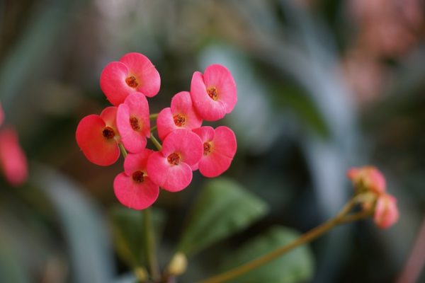 麒麟花（虎刺梅、Euphorbia milii）
