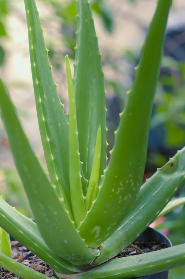 蘆薈（Aloe vera）