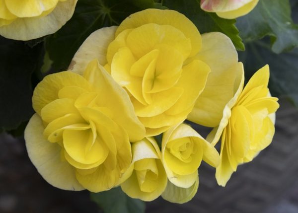 麗格秋海棠（Begonia × hiemalis）