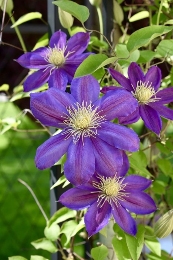 鐵線蓮（Clematis spp.）：圖片 2