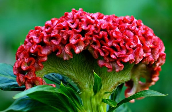 雞冠花（Celosia argentea）