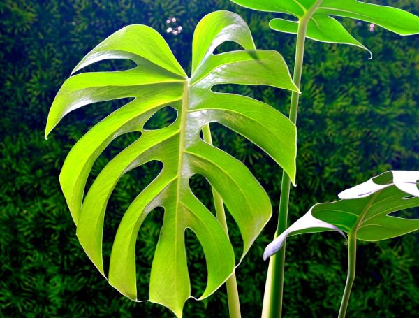 龜背芋（Monstera deliciosa）