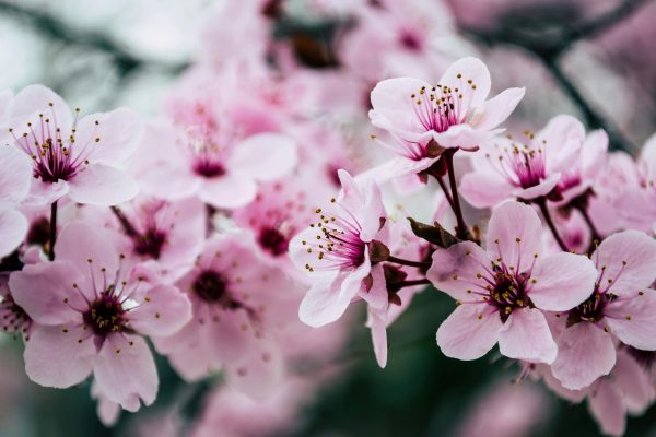 櫻花（Prunus spp.）