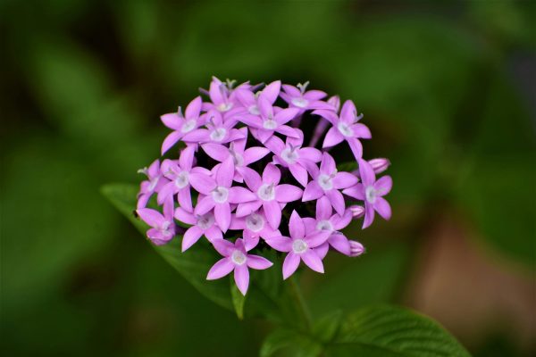 繁星花（Pentas lanceolata）