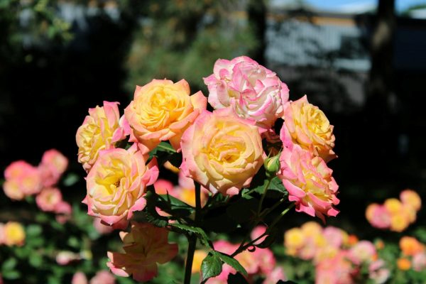 薔薇（multiflora rose）