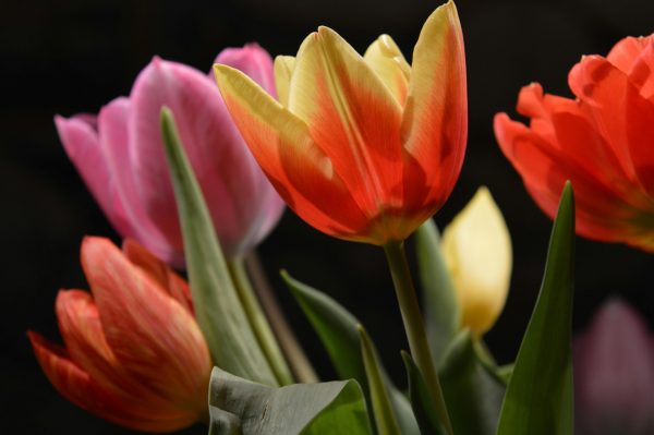 鬱金香（Tulipa spp.）：圖片 2