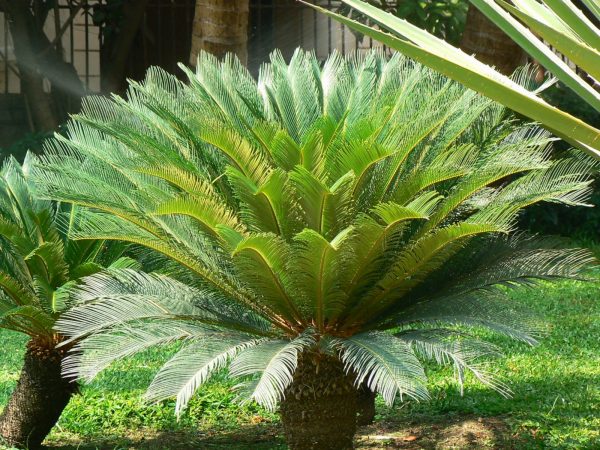 蘇鐵（鐵樹、Cycas revoluta）