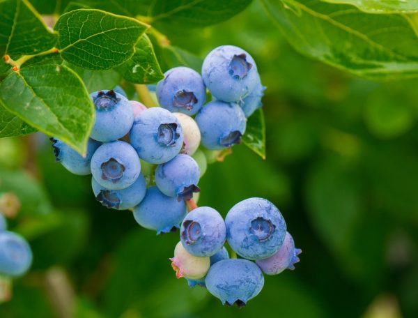 藍莓（Vaccinium spp.）