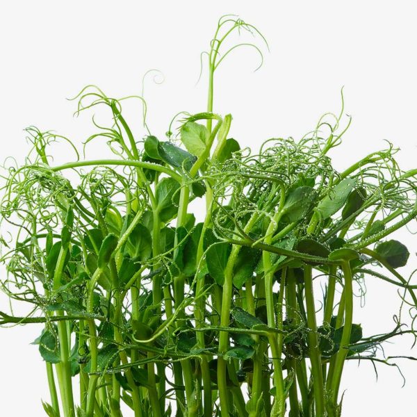豌豆苗 （Pea Shoots）：圖片 2