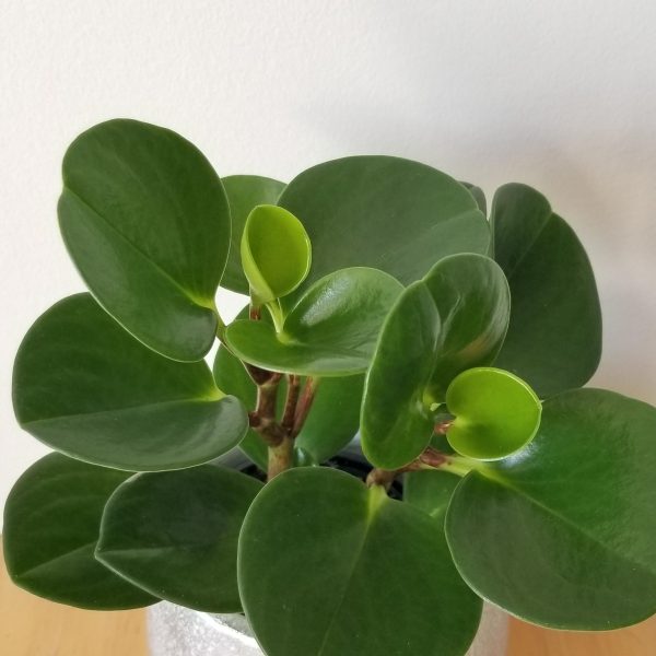 圓葉椒草（Peperomia obtusifolia）：圖片 2