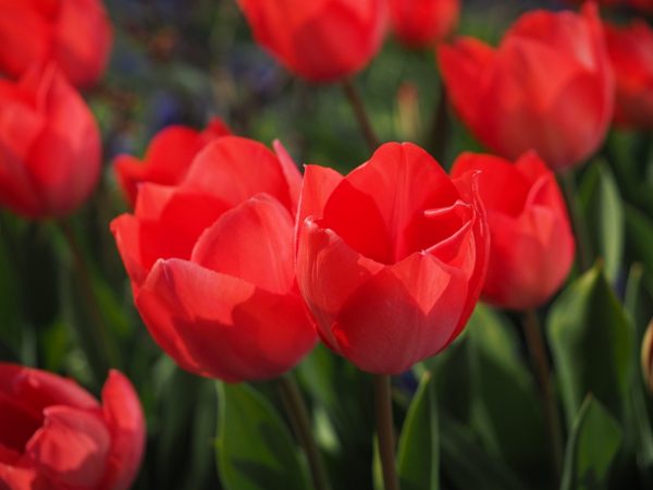 鬱金香（Tulipa spp.）