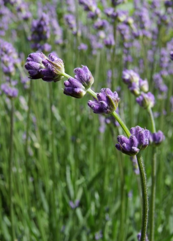 薰衣草（Lavandula）