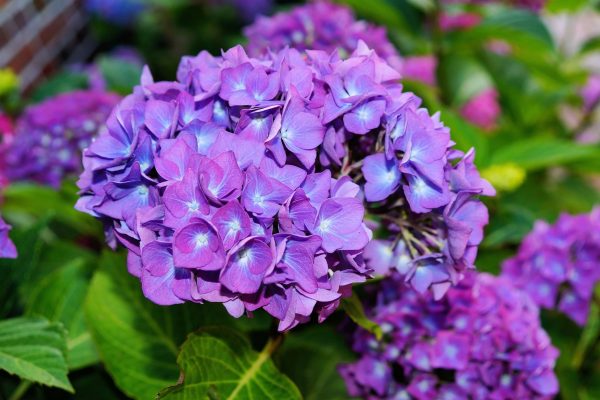 繡球花（八仙花、Hydrangea macrophylla）：圖片 2