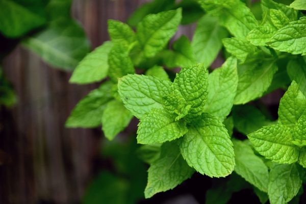 薄荷（Mint）