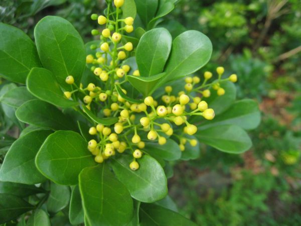 樹蘭（Aglaia odorata）