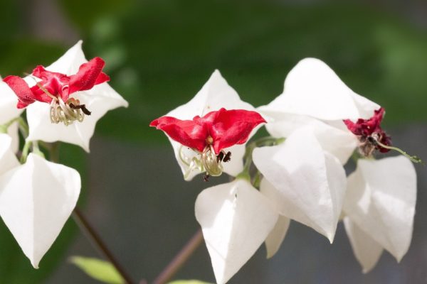 龍吐珠（Clerodendrum thomsoniae）