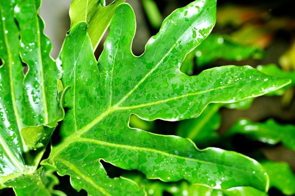 羽裂蔓綠絨（Lacy Tree Philodendron）