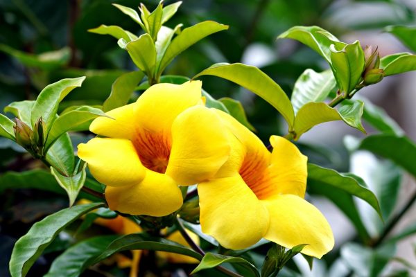 蔓性黃蟬（Allamanda cathartica）