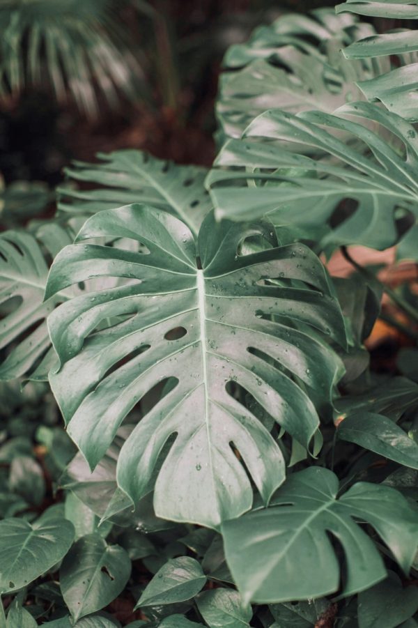 龜背芋（Monstera deliciosa）：圖片 4