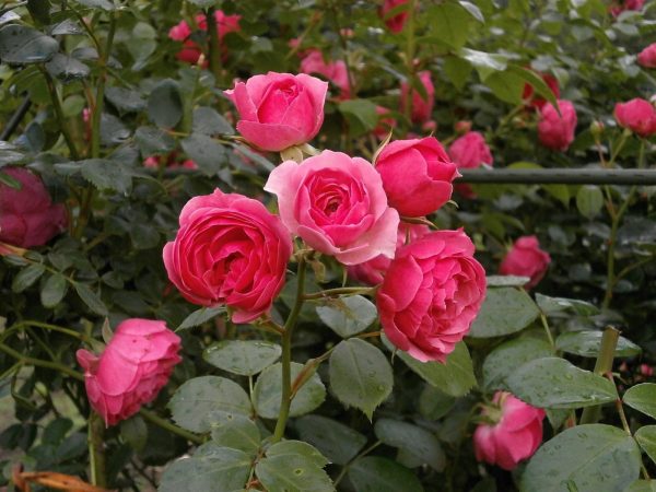 蔓性玫瑰（薔薇、Rosa multiflora）：圖片 2
