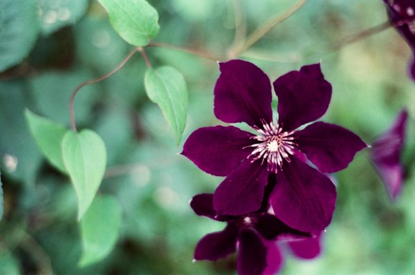 鐵線蓮（Clematis spp.）
