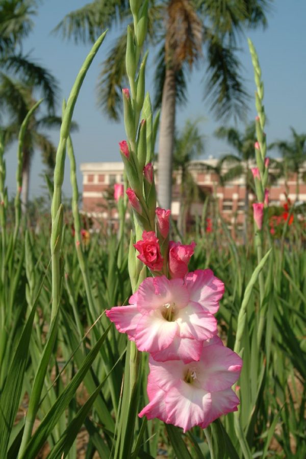 劍蘭（唐菖蒲、Gladiolus spp.）