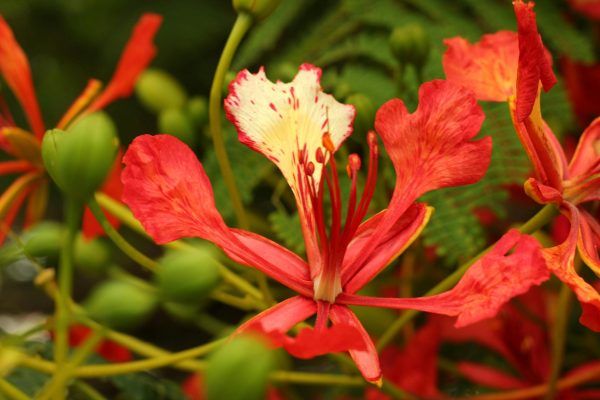 鳳凰木（Delonix regia）：圖片 2