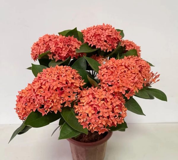 仙丹花（Ixora chinensis）：圖片 3