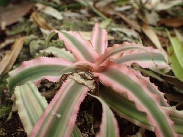 絨葉鳳梨（Guzmania spp.）
