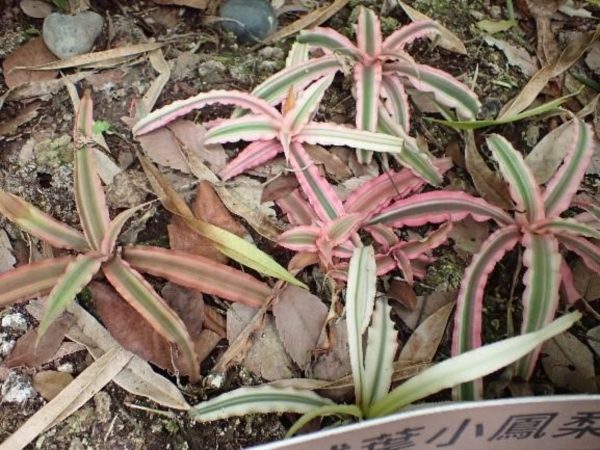 絨葉鳳梨（Guzmania spp.）：圖片 4