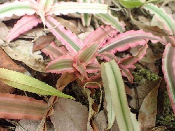 絨葉鳳梨（Guzmania spp.）：圖片 2