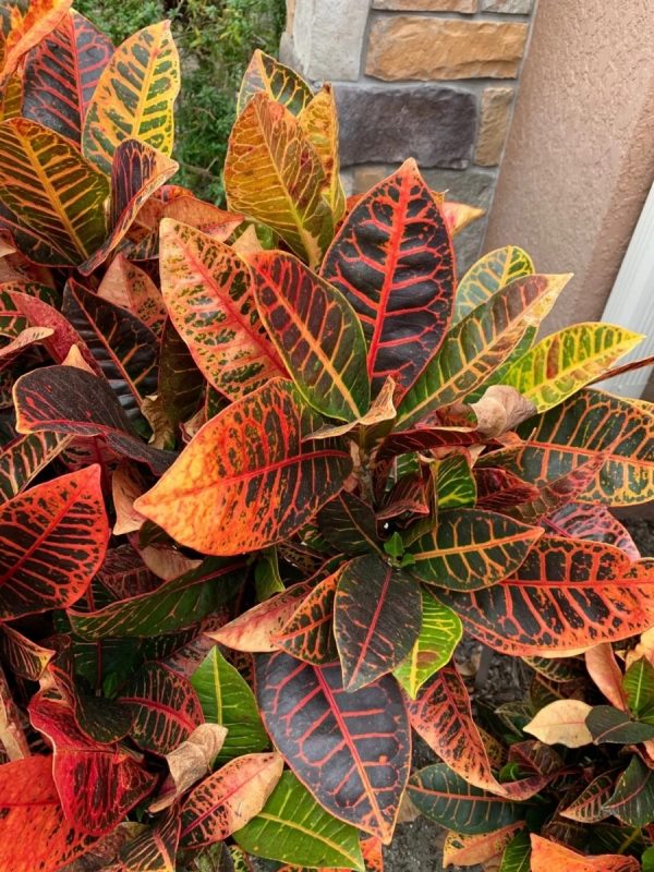 變葉木（Codiaeum variegatum）：圖片 2
