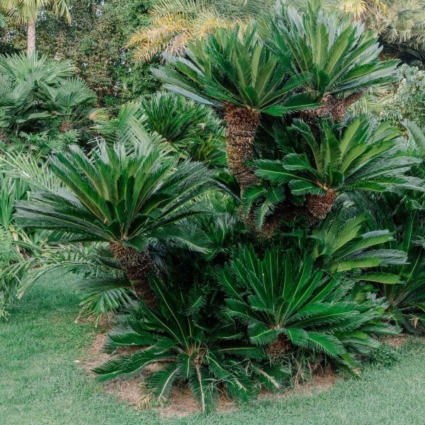 蘇鐵（鐵樹、Cycas revoluta）：圖片 2