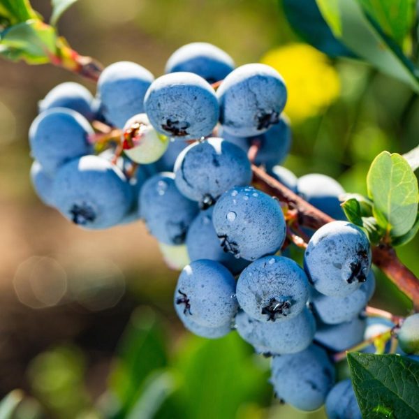 藍莓（Vaccinium spp.）：圖片 2