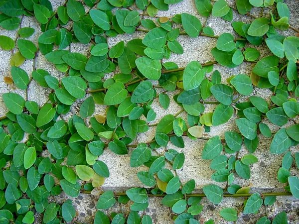 薜荔（Ficus pumila）：圖片 2